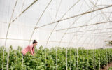 farmer-greenhouse-harvesting-veggies-long-shot